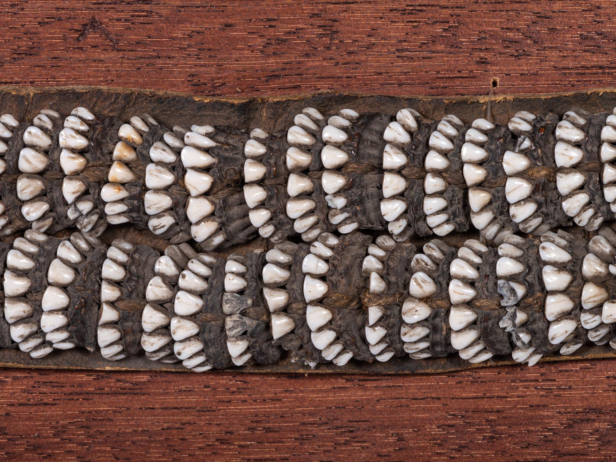 Iñupiat Woman's Caribou Tooth Belt