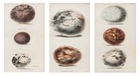 A Group of Four Decorative Prints Height of largest frame 25 x width 21 1/2 inches. — 20TH CENTURY