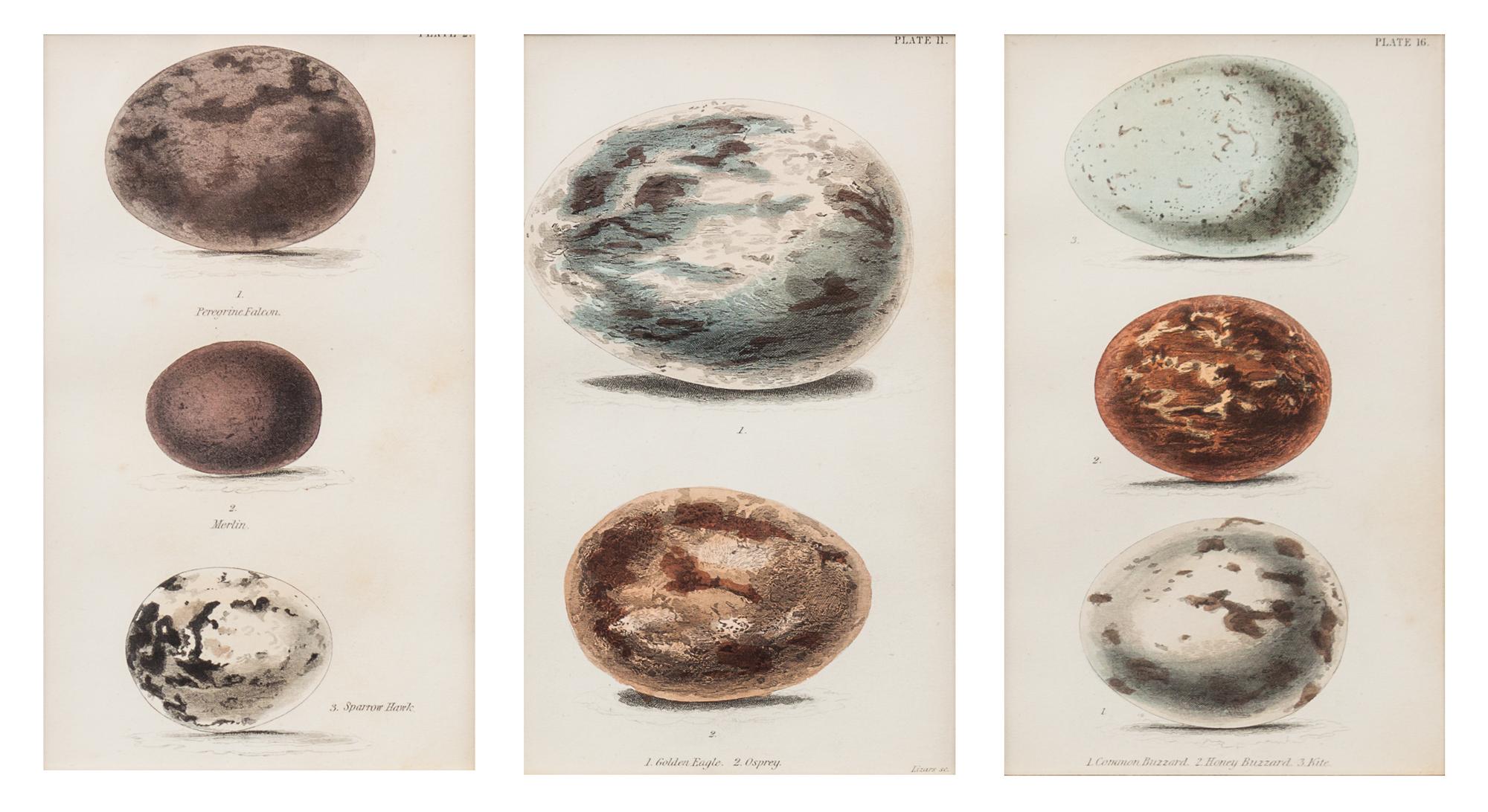 A Group of Four Decorative Prints Height of largest frame 25 x width 21 1/2 inches. — 20TH CENTURY