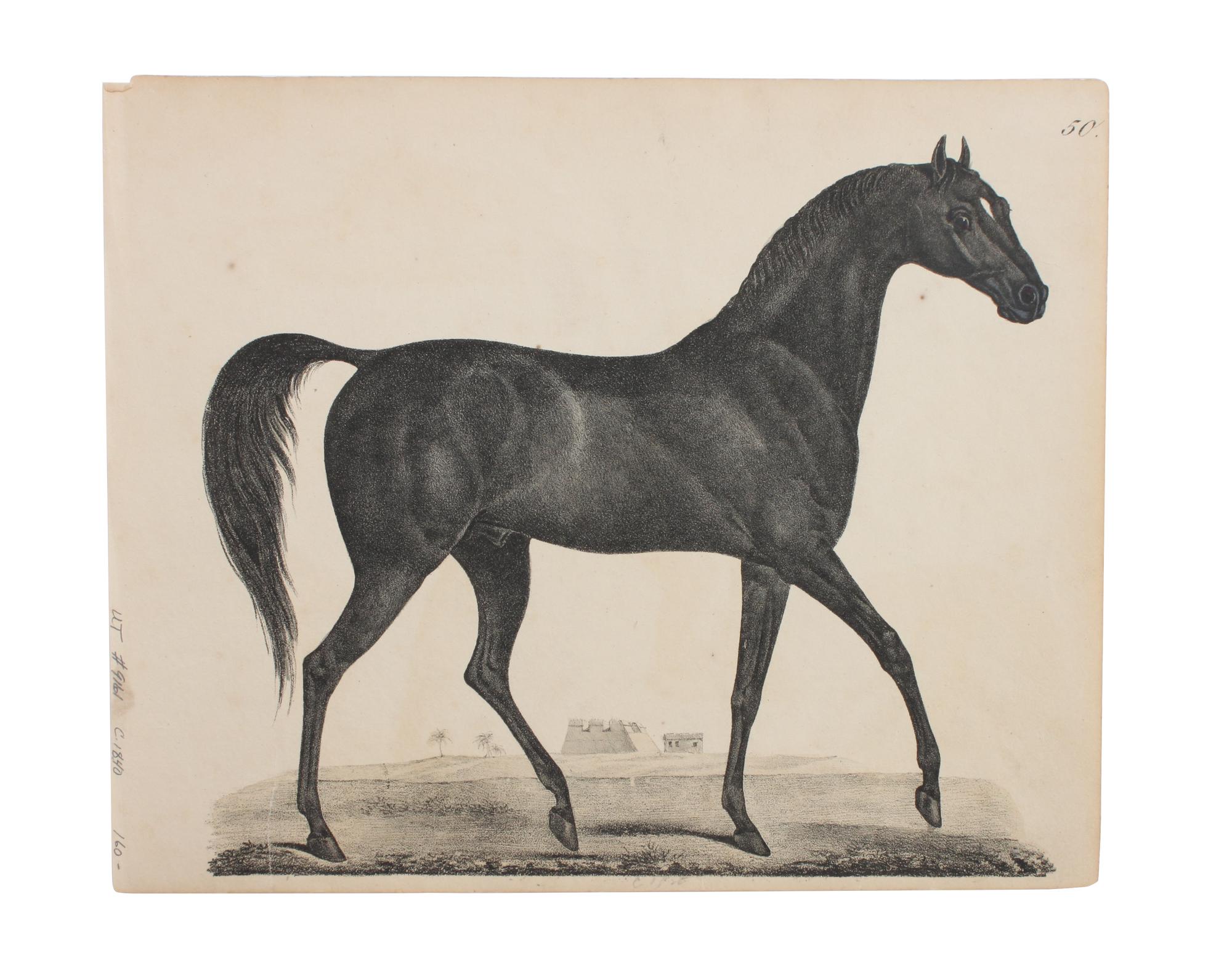Eight Hand Colored Animal Prints Height 7 1/2 x width 10 3/4 inches (largest) — LATE 19TH/EARLY 20TH CENTURY