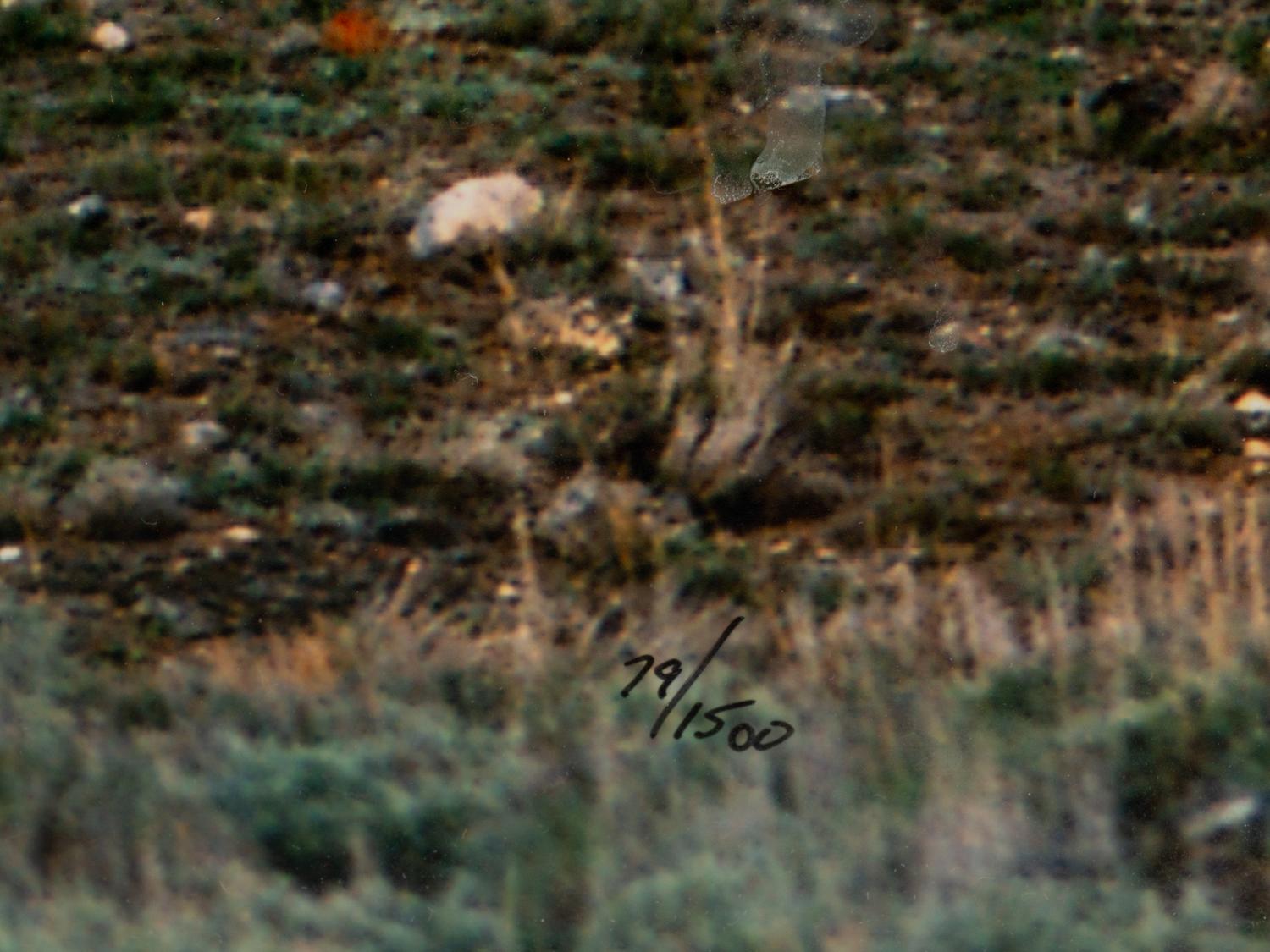 Yellowstone Country Grizzly , edition 79/1500