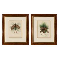 A Pair of Large Hand-Colored Botanical Engravings
