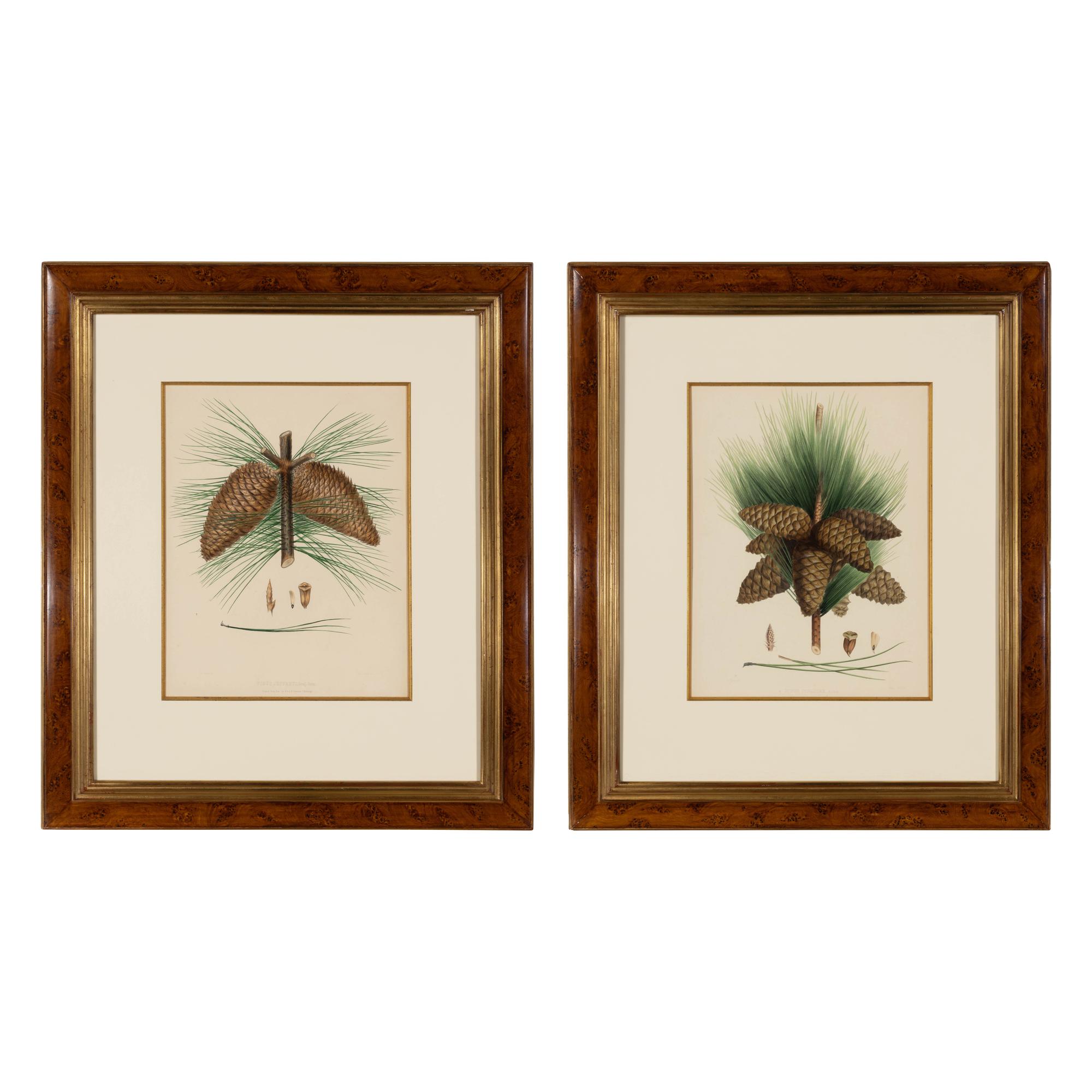 A Pair of Large Hand-Colored Botanical Engravings