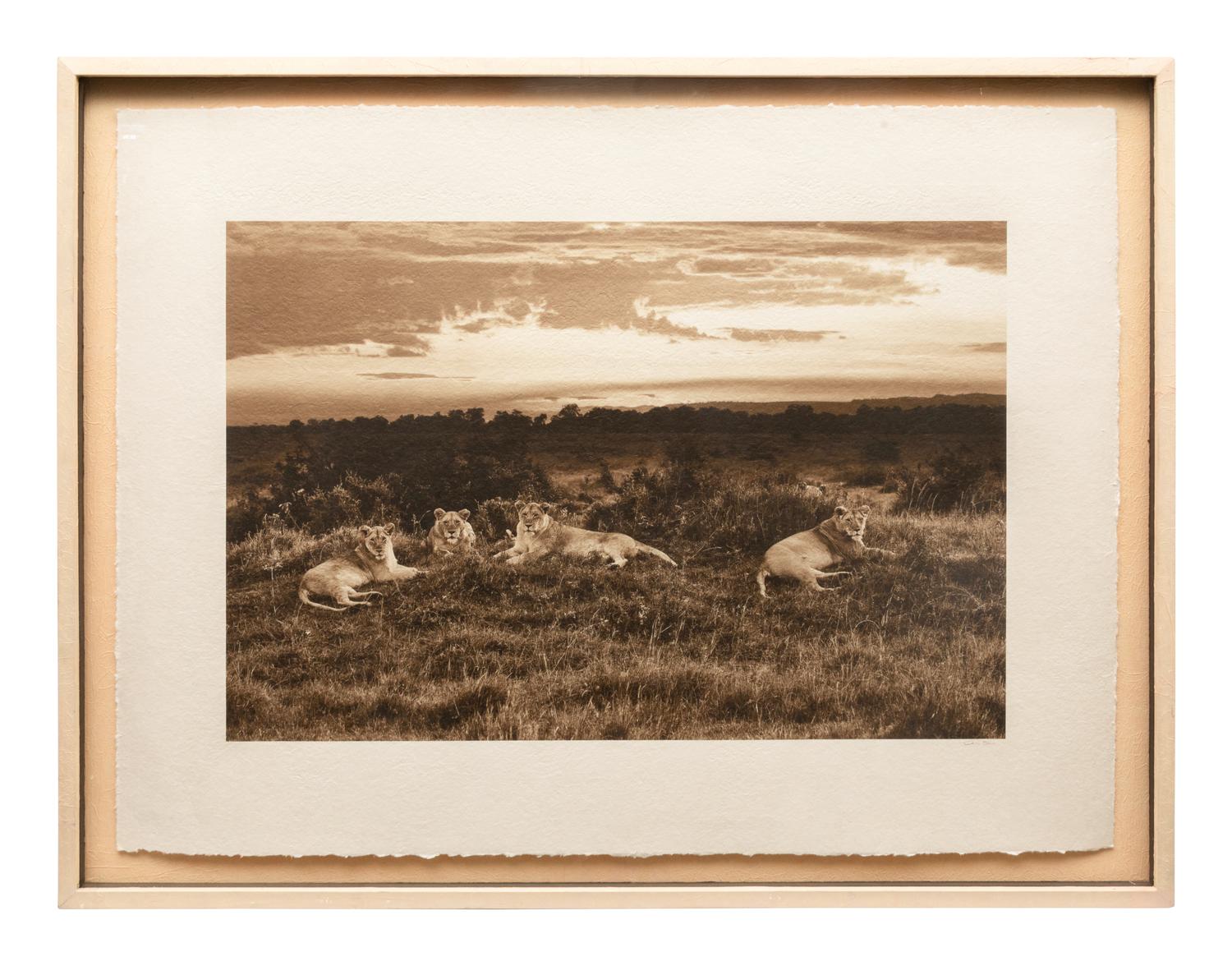 Lions at Sunset