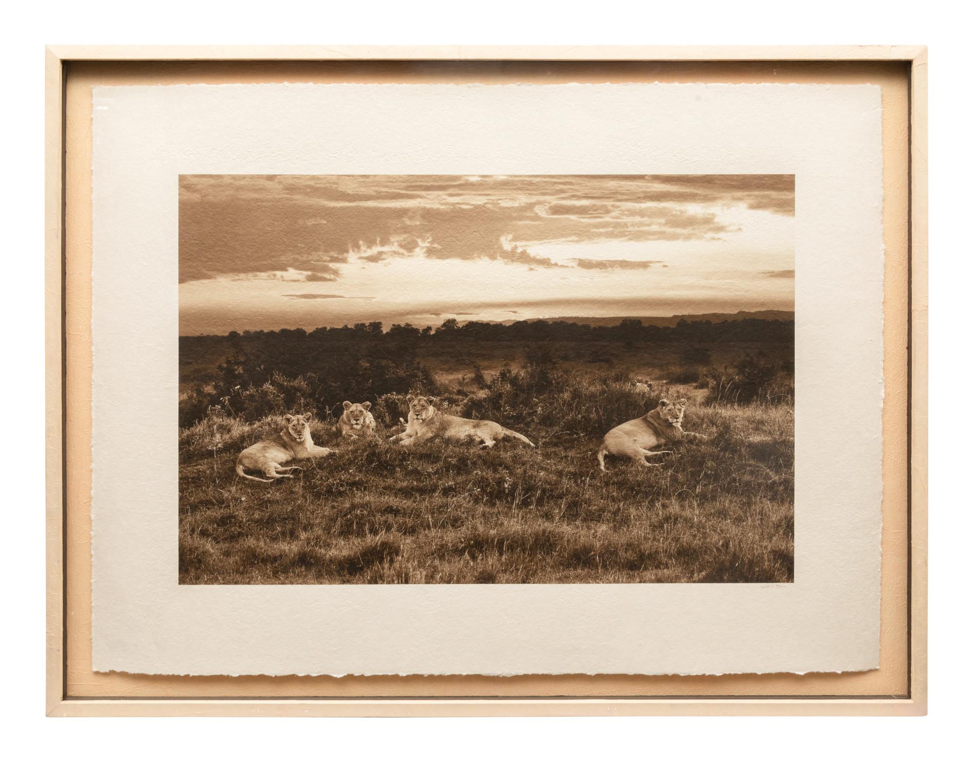 Lions at Sunset