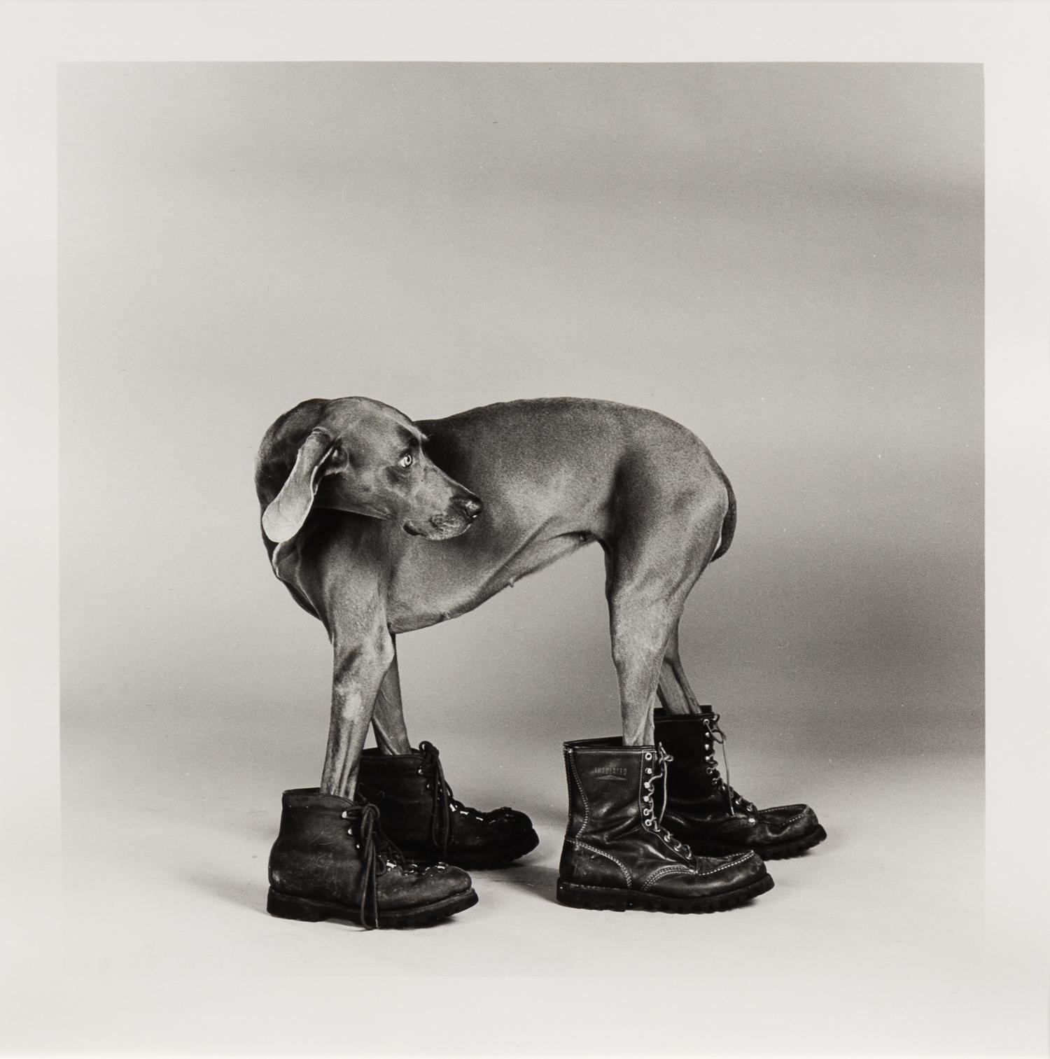 William Wegman, (American, b. 1943), Untitled Dog Wearing Boots (Fay Ray), 1980