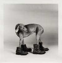 William Wegman, (American, b. 1943), Untitled Dog Wearing Boots (Fay Ray), 1980