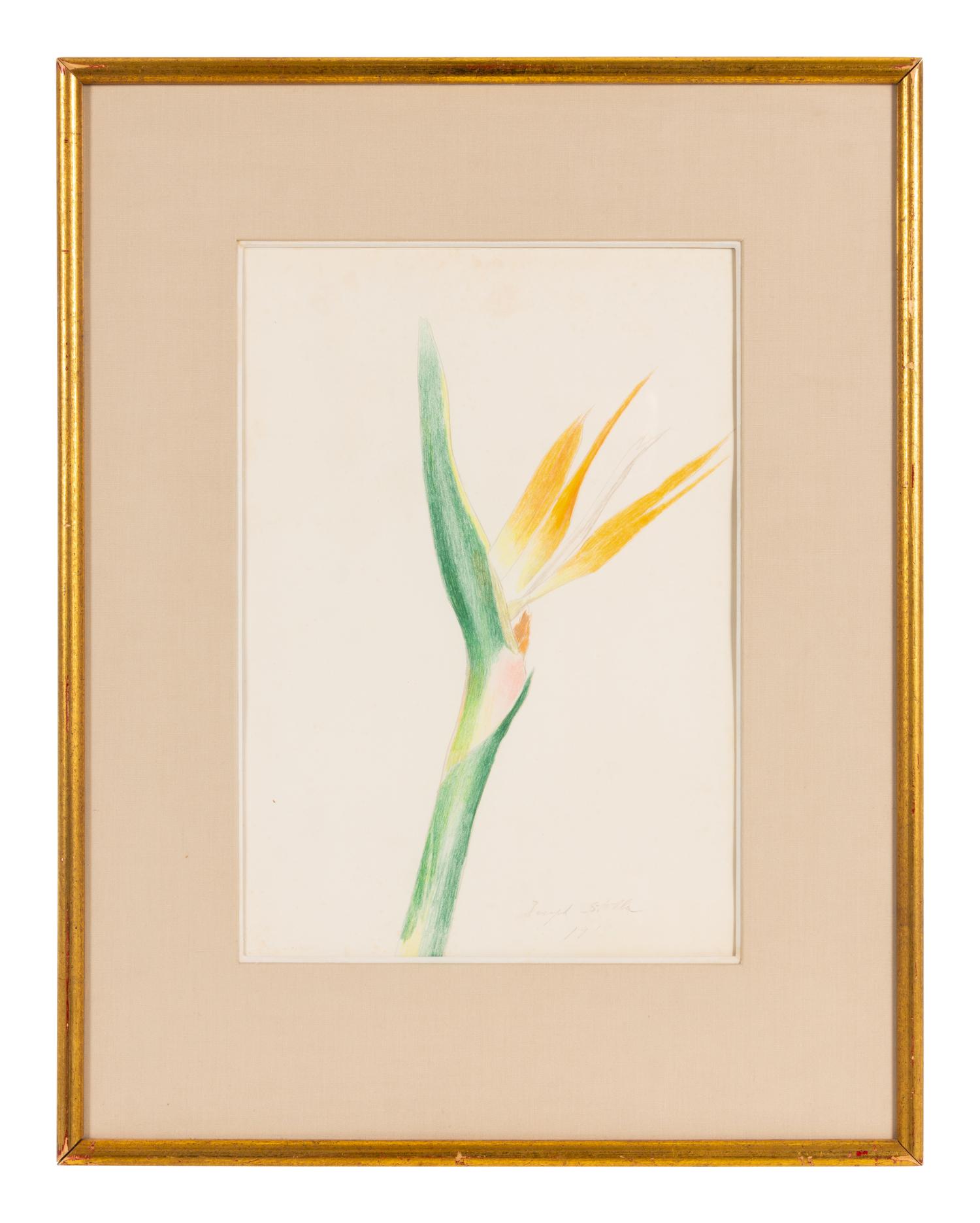 Bird of Paradise