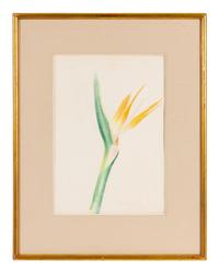 Bird of Paradise