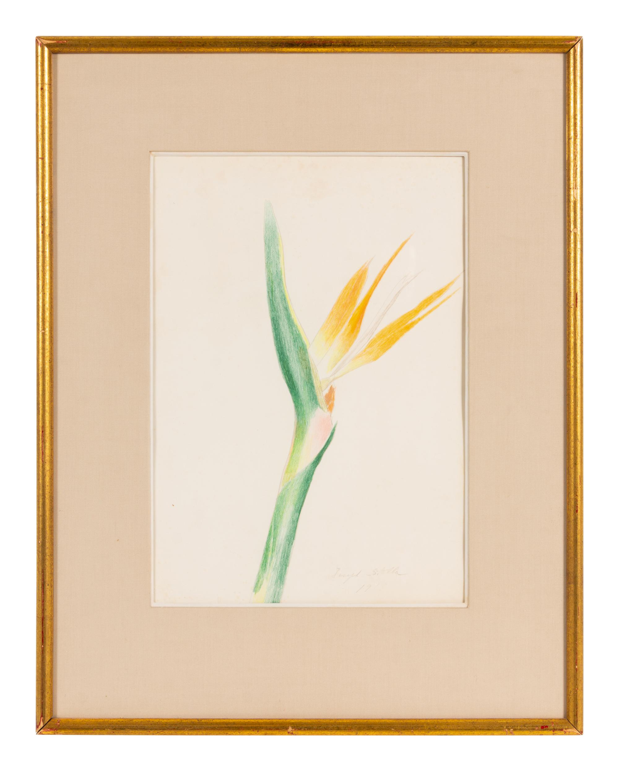 Bird of Paradise