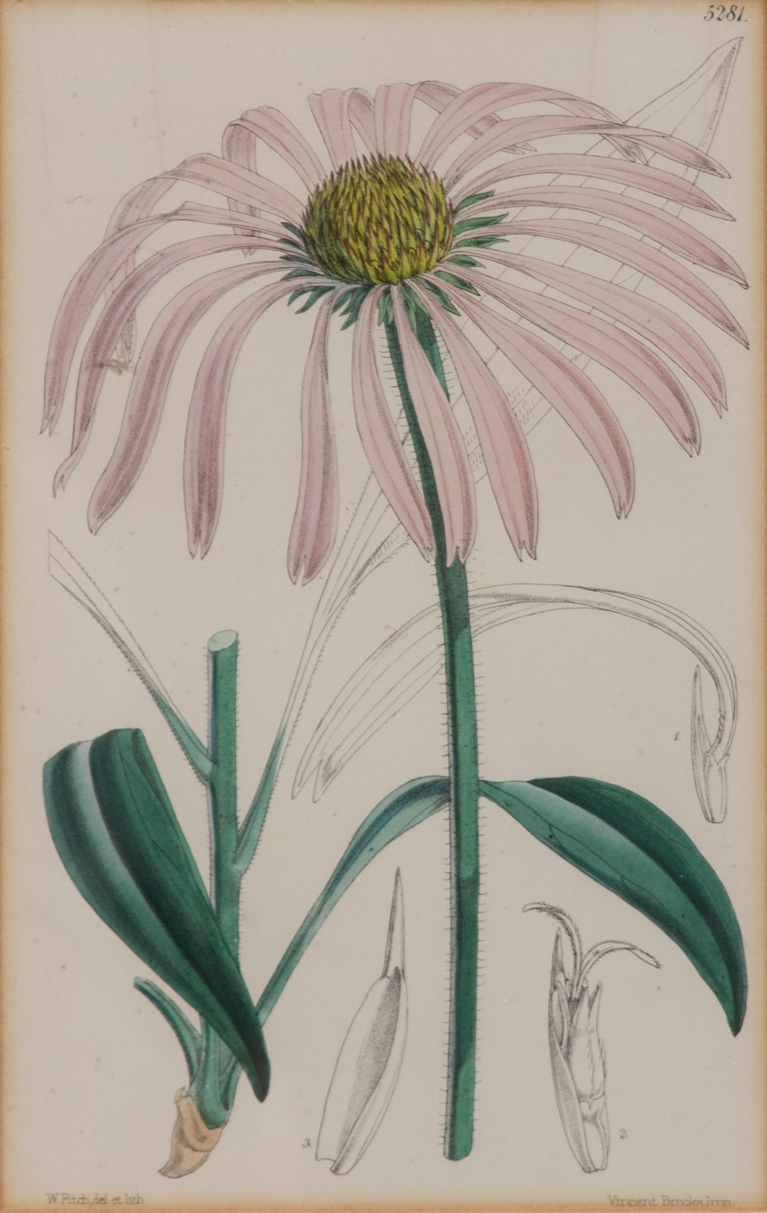 A Set of Eleven Botanical Prints Framed 16 1/2 x 13 1/2 inches. — 20TH CENTURY