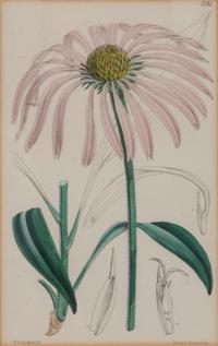 A Set of Eleven Botanical Prints Framed 16 1/2 x 13 1/2 inches. — 20TH CENTURY