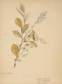 Eighteen Botanical Watercolors
