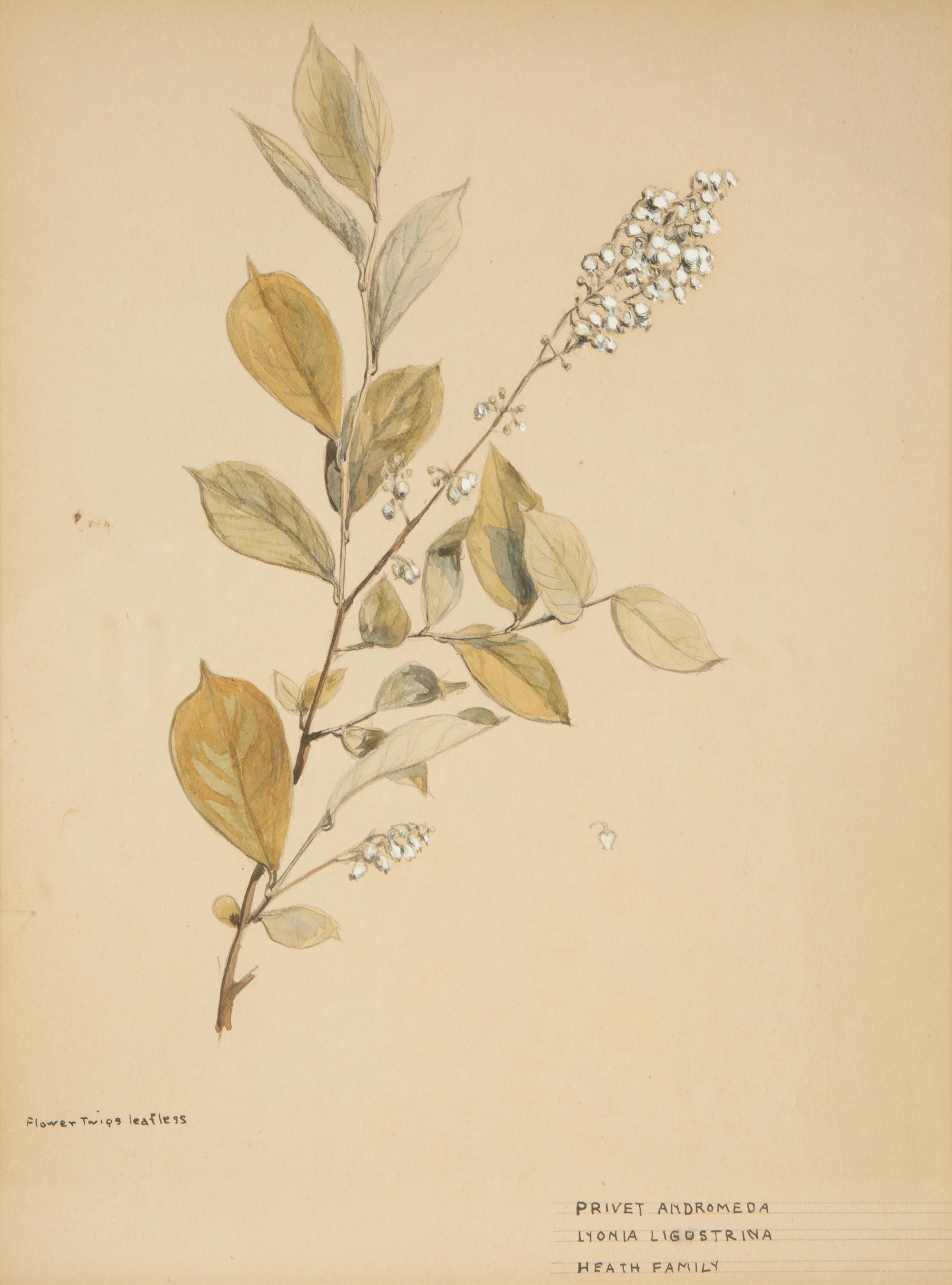 Eighteen Botanical Watercolors