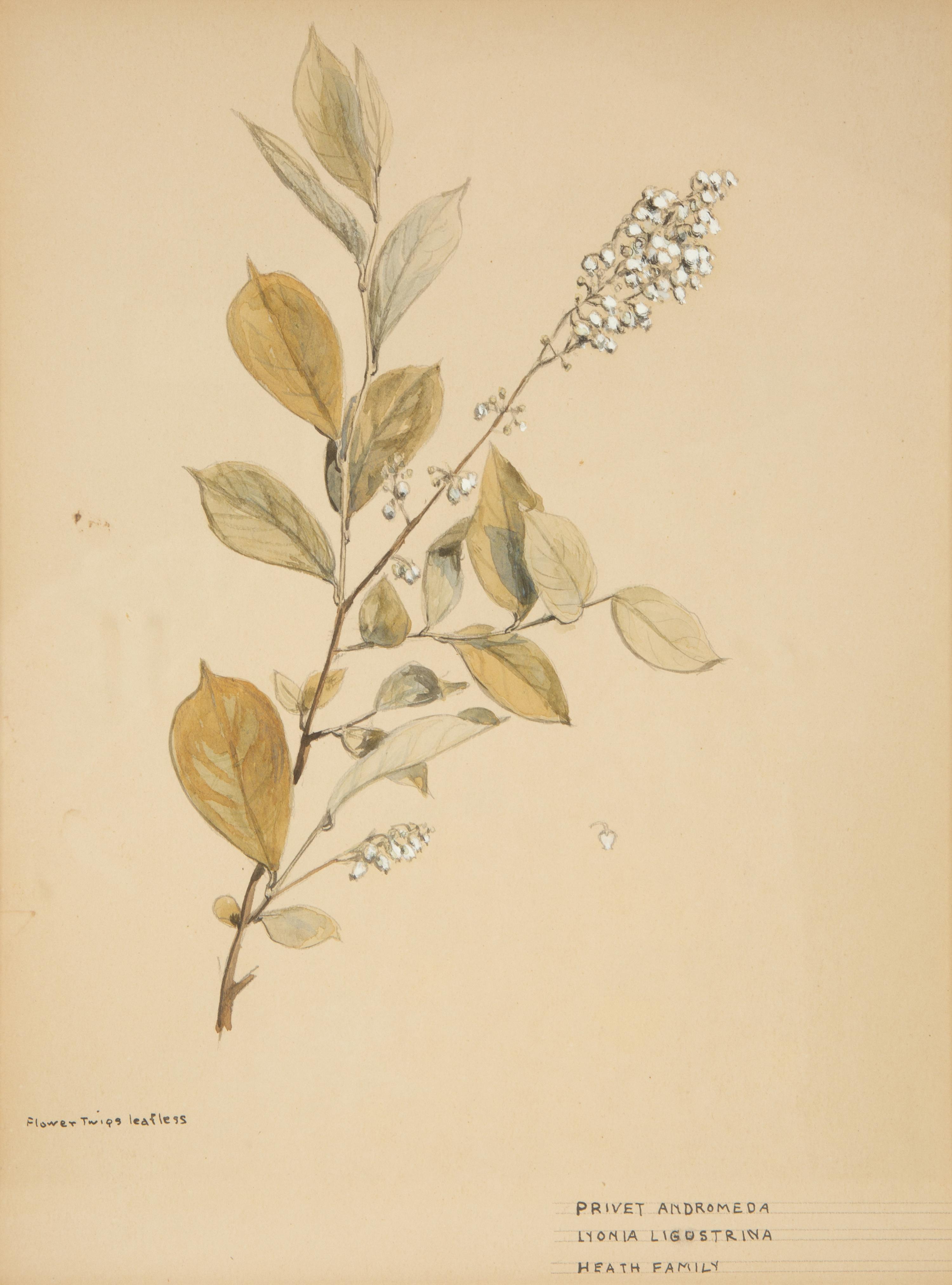 Eighteen Botanical Watercolors
