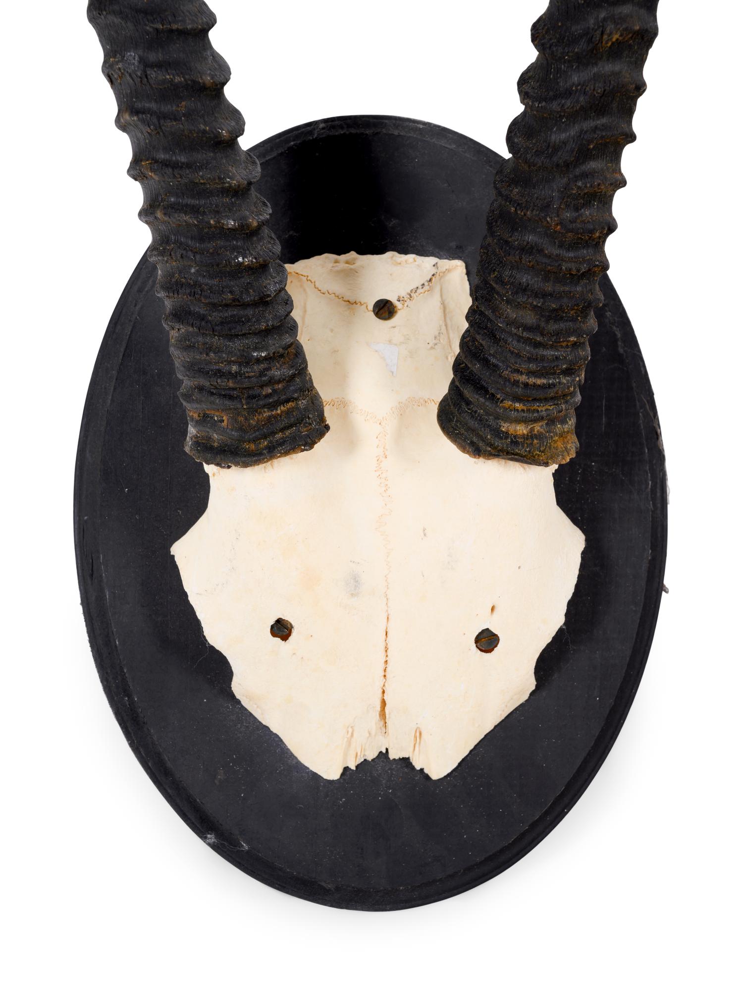 Two Oryx Horn and Partial Skull Mounts