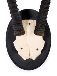 Two Oryx Horn and Partial Skull Mounts