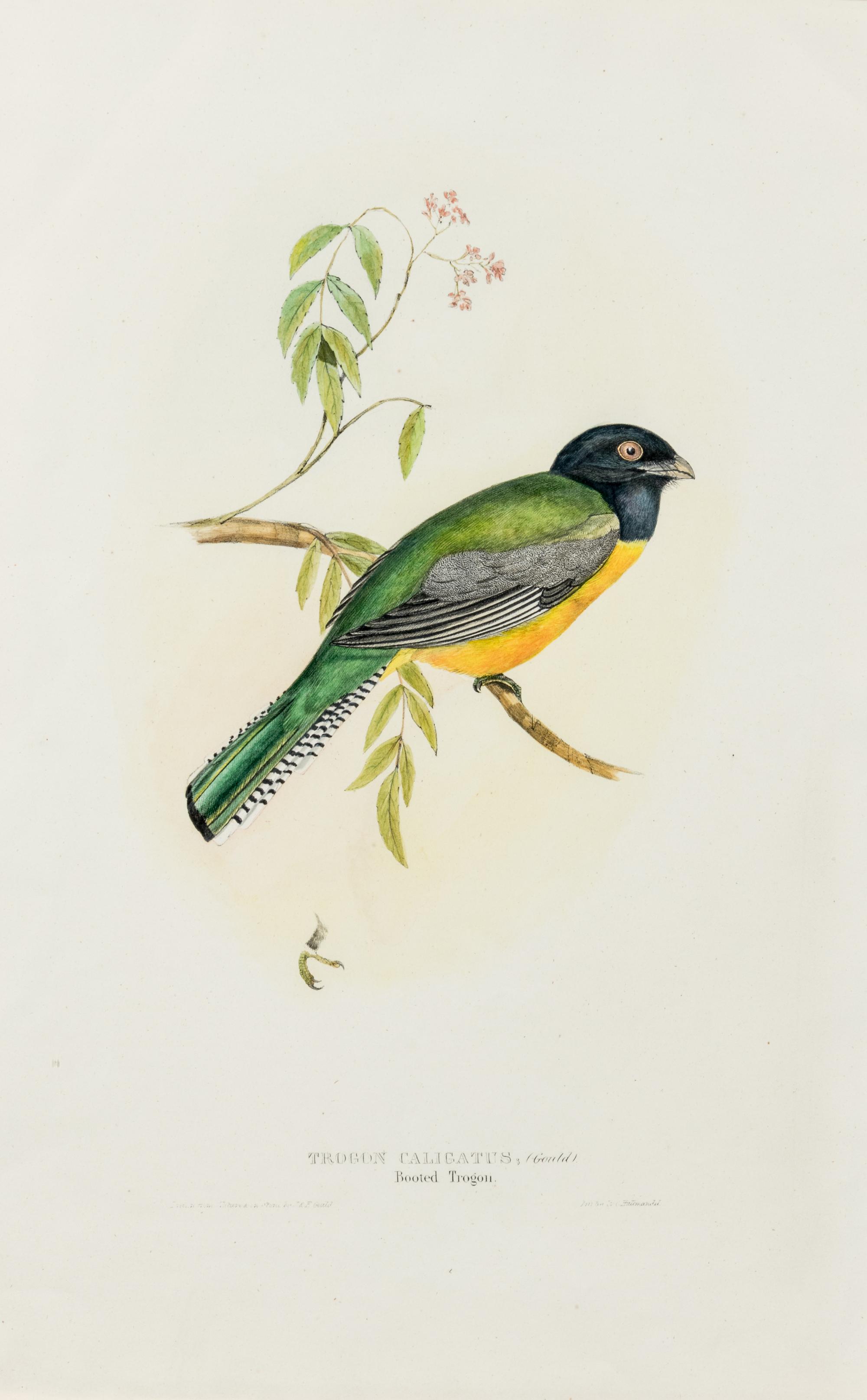 GOULD, John (1804-1881)