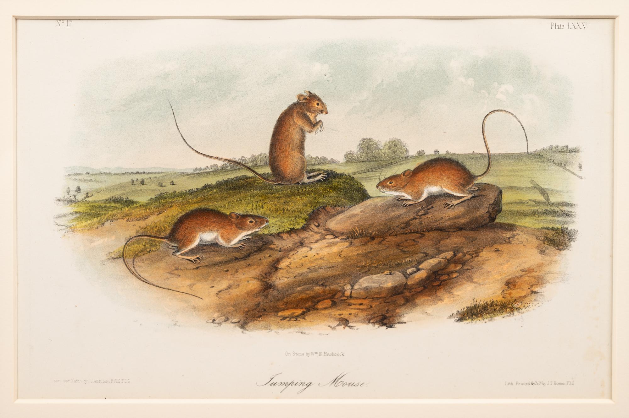 Grouped, see item 1 | A Group of Three Prints of North American Mammals, after John James Audubon (1785-1851) and John Woodhouse Audubon (1812-1862)