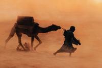 Steve McCurry (born 1950) Camels in Dust Storm, Jaisaimer, India, 2010