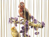 A Large Automaton Birdcage