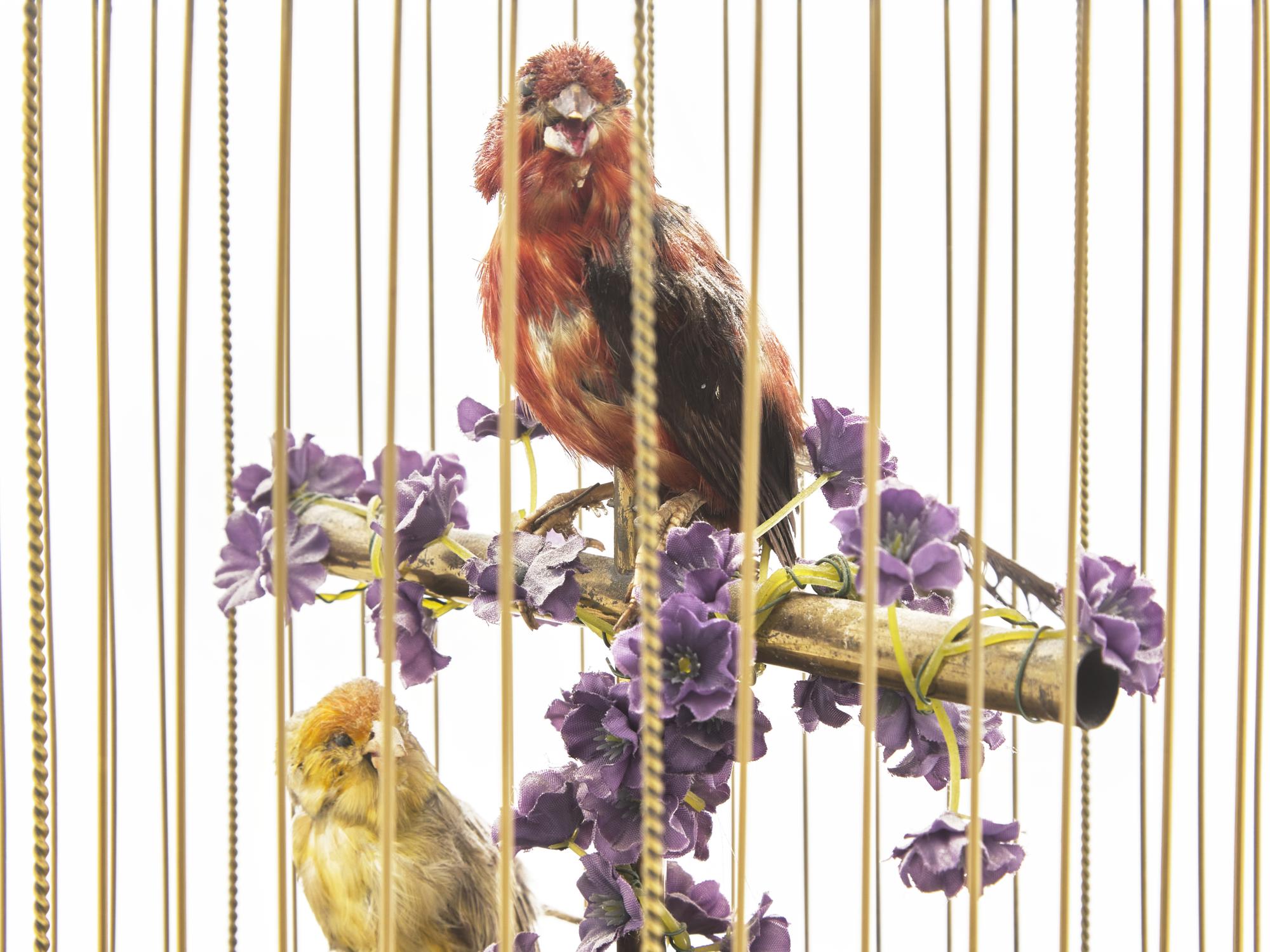 A Large Automaton Birdcage