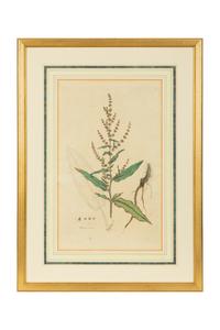 A Set of Eight Gilt Framed Hand Colored Botanical Etchings