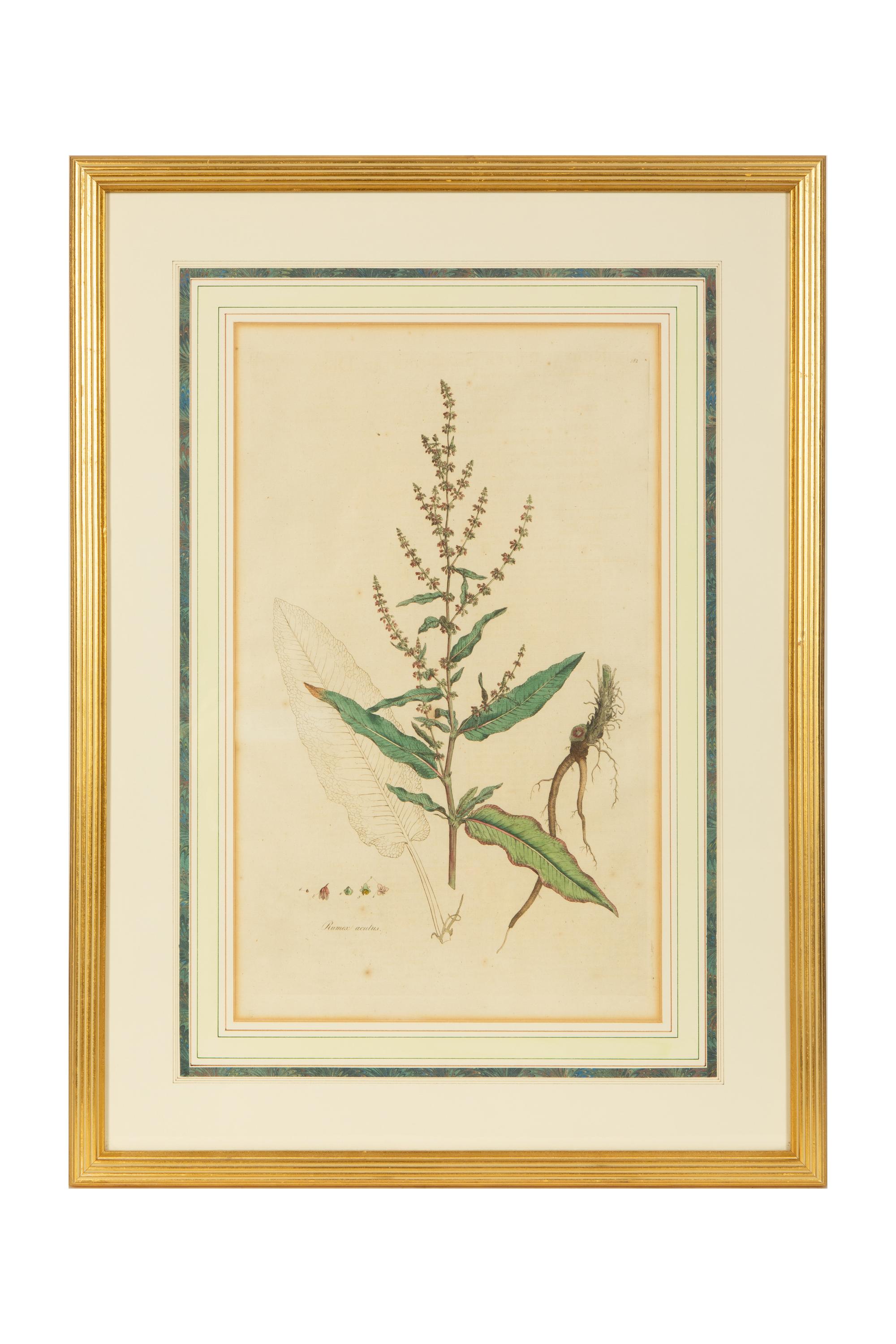 A Set of Eight Gilt Framed Hand Colored Botanical Etchings