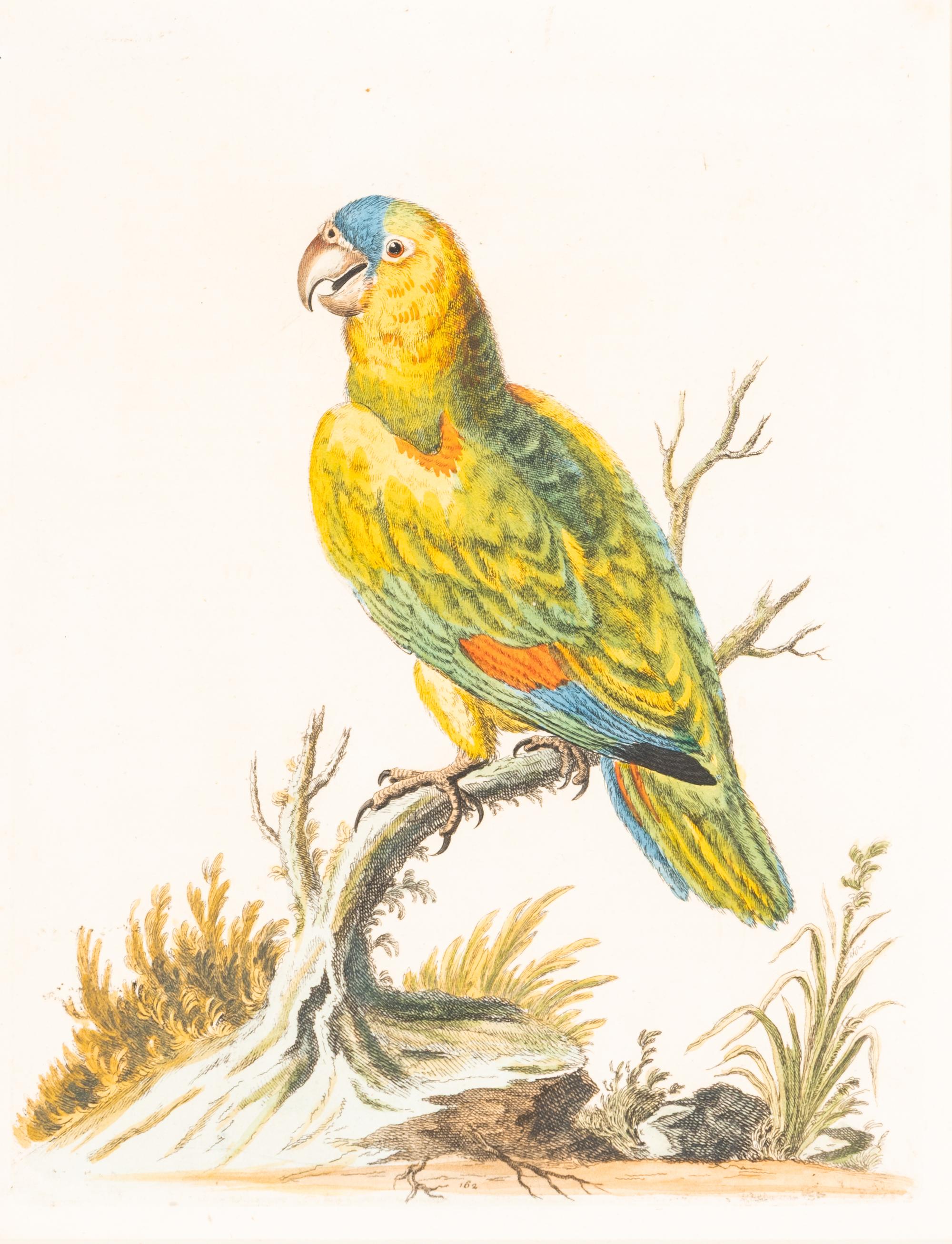 A Group of Nine Hand-Colored Engravings of Birds