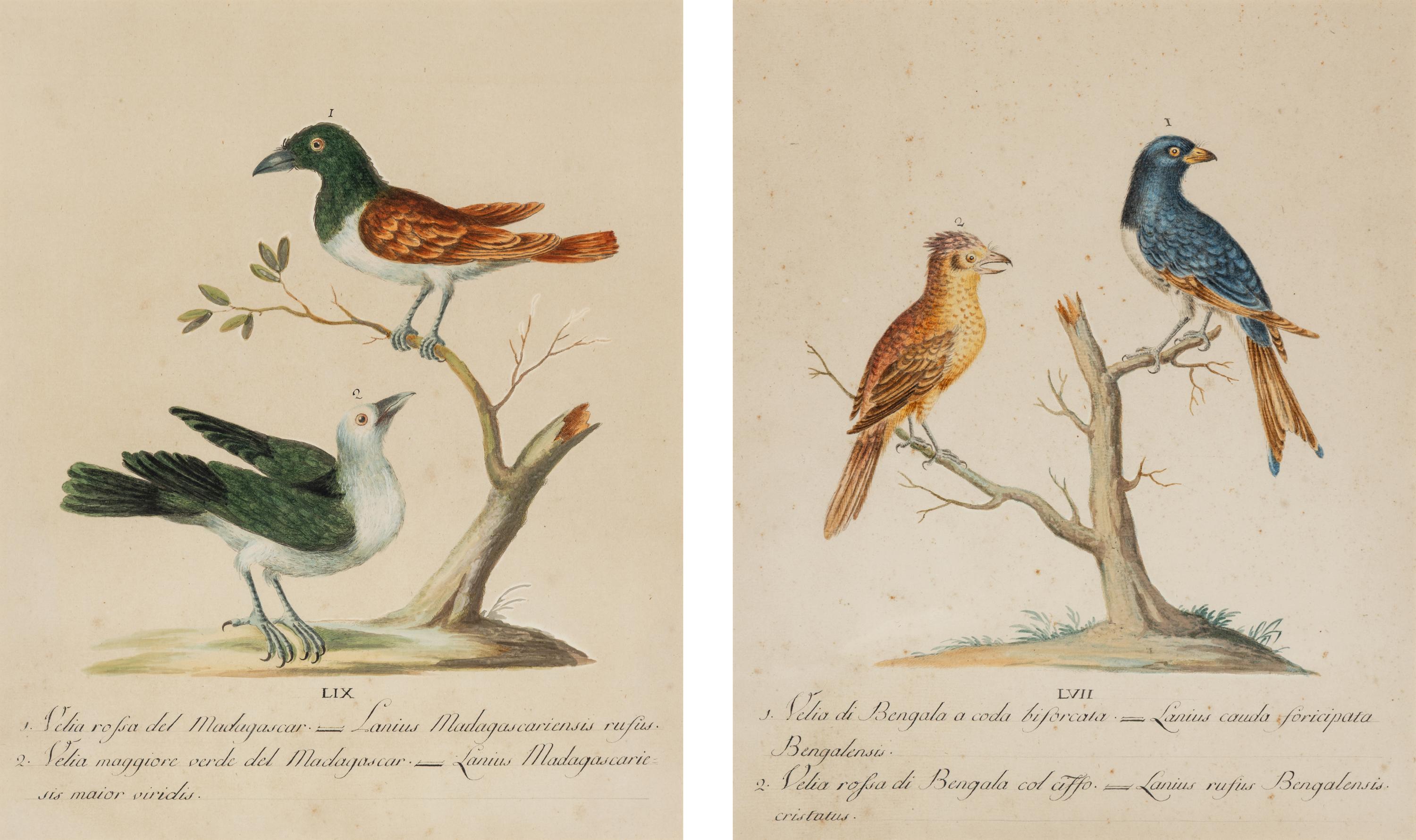 Two Framed Hand-Colored Ornithological Engravings