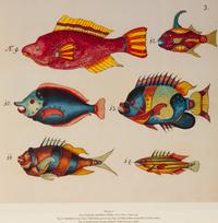 A Suite of Thirteen Framed Giclee Prints of Colorful Tropical Fish — 20TH/21ST CENTURY