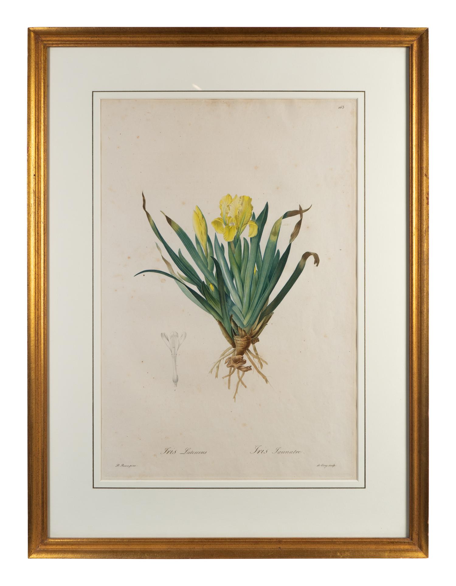Six Colored Botanical Engravings