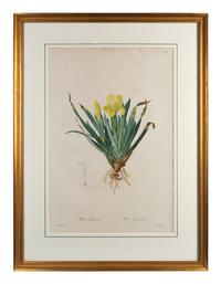 Six Colored Botanical Engravings