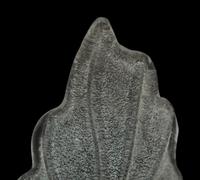 A Pair of Molded Glass Leaf-Form Single-Light Lamps