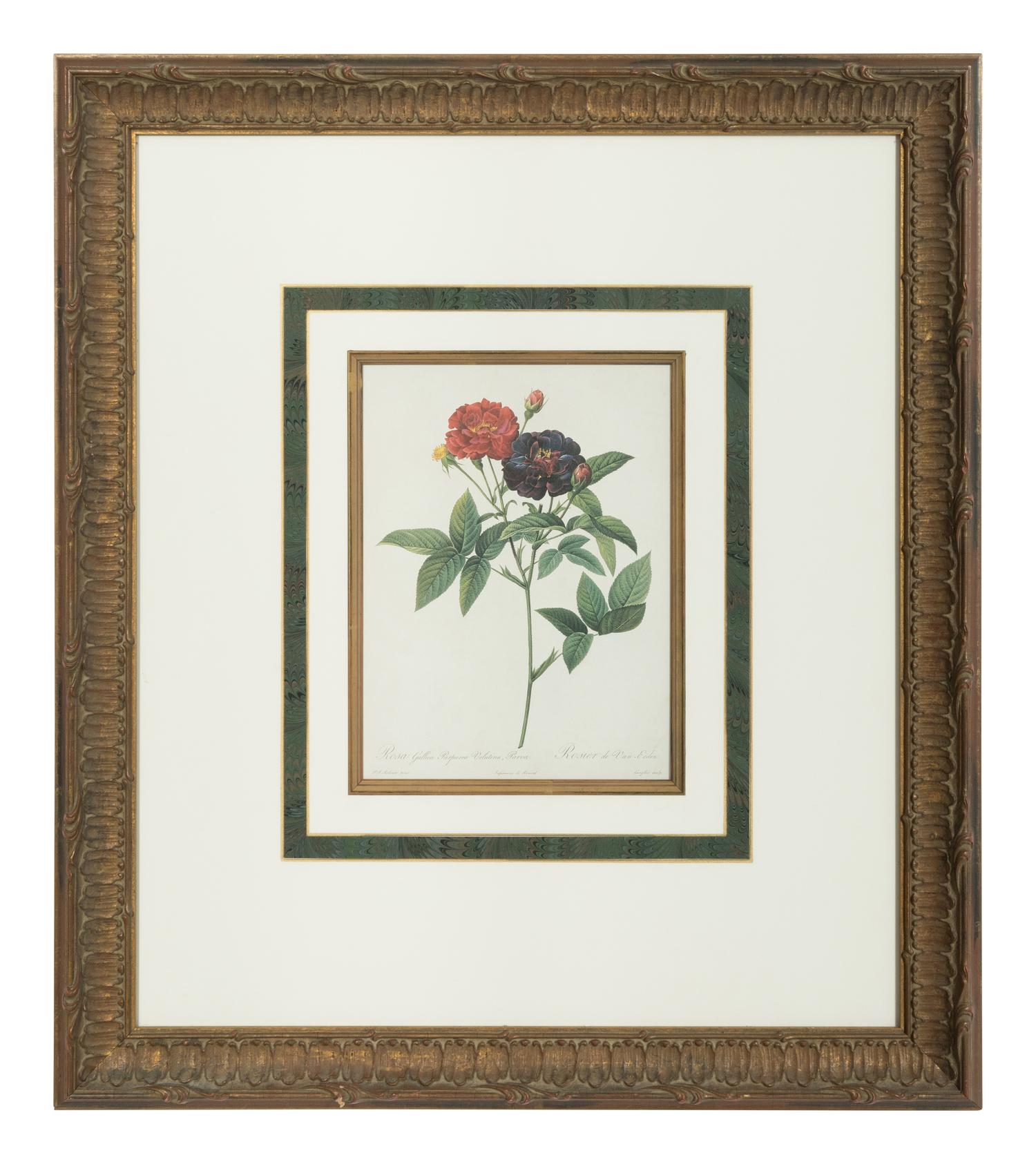 A Set of Six Chromolithographs of Roses after Pierre Joseph Redouté