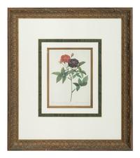 A Set of Six Chromolithographs of Roses after Pierre Joseph Redouté