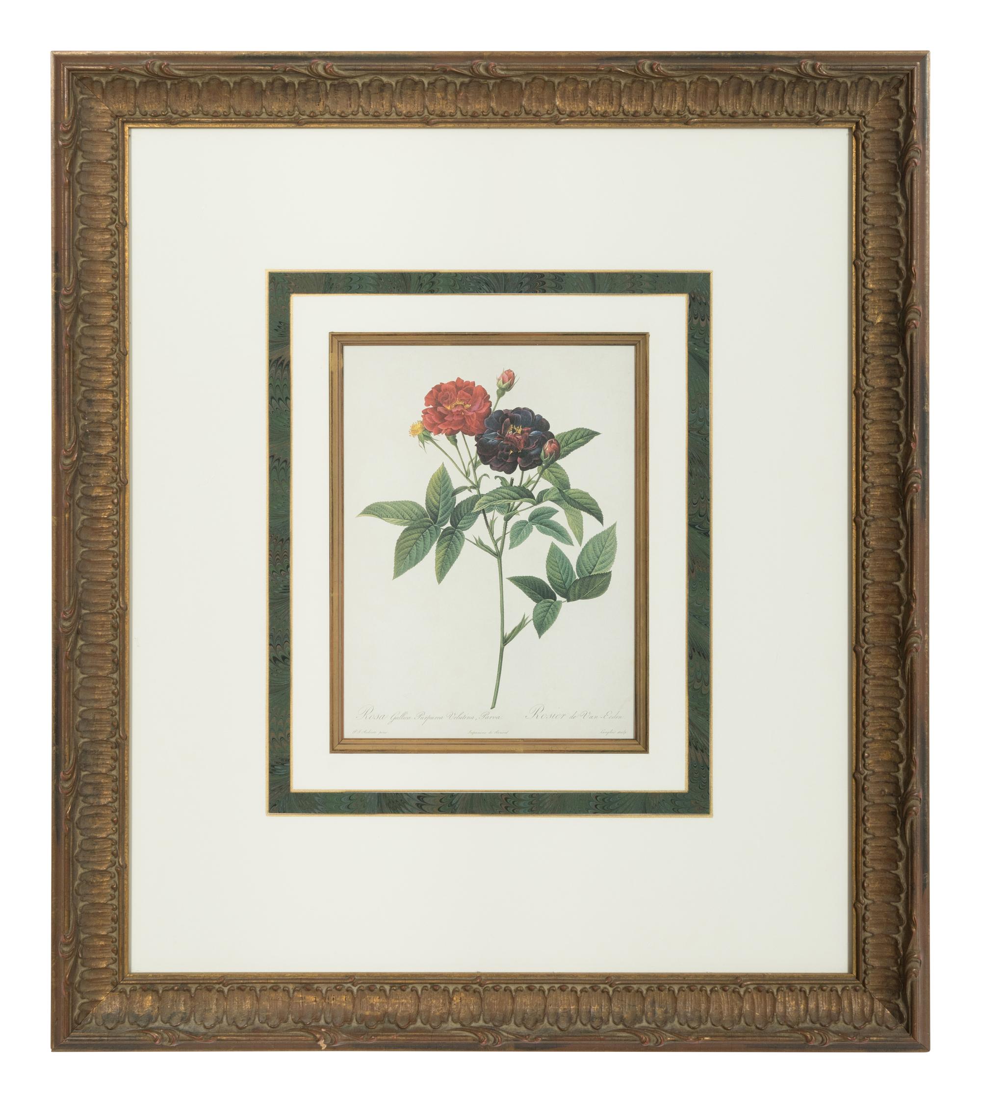 A Set of Six Chromolithographs of Roses after Pierre Joseph Redouté