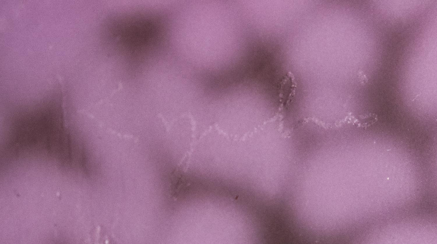 Wisteria Flowers, 1991