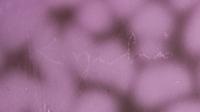 Wisteria Flowers, 1991