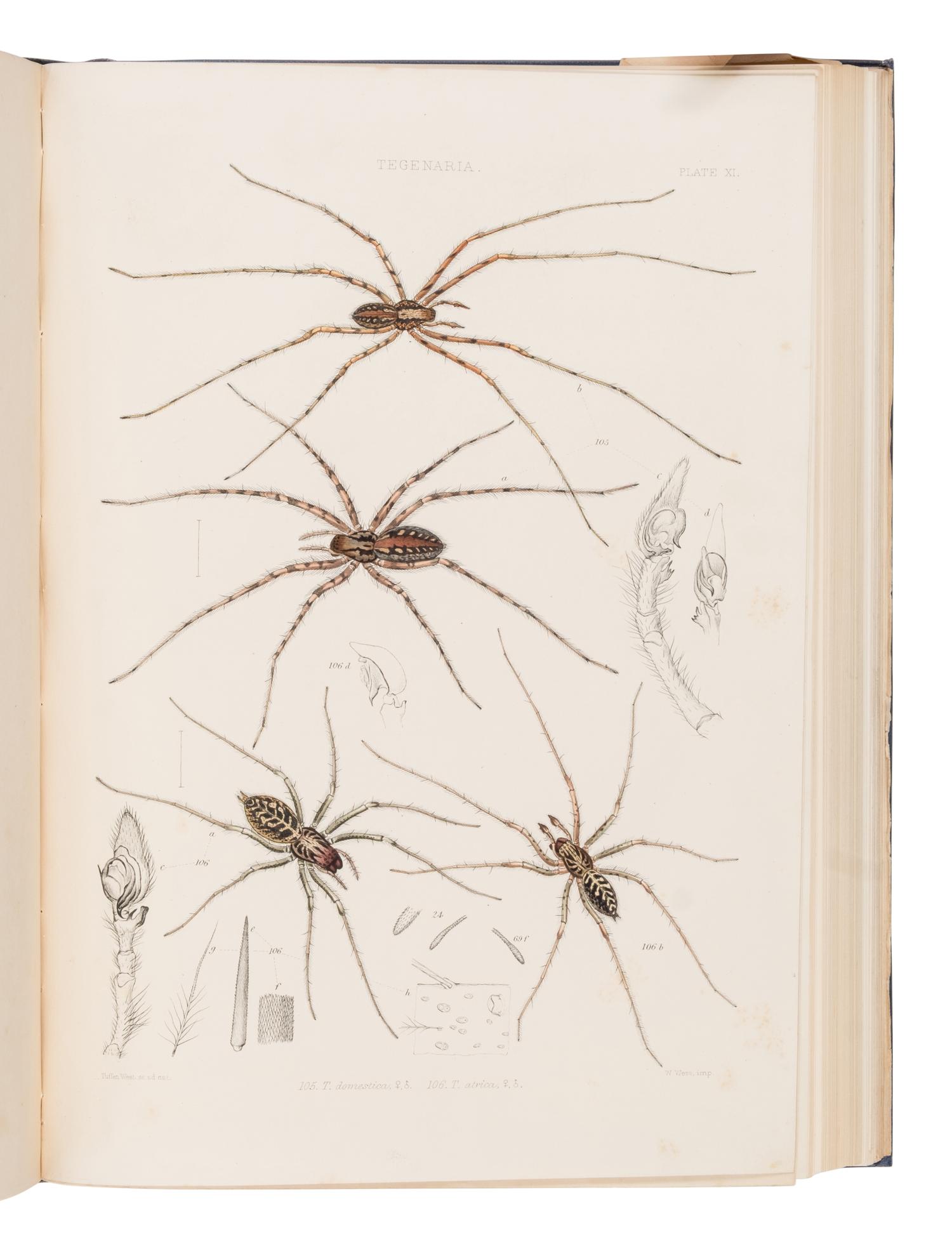 [Natural History] Blackwall, John. A History of the Spiders of Great Britain and Ireland