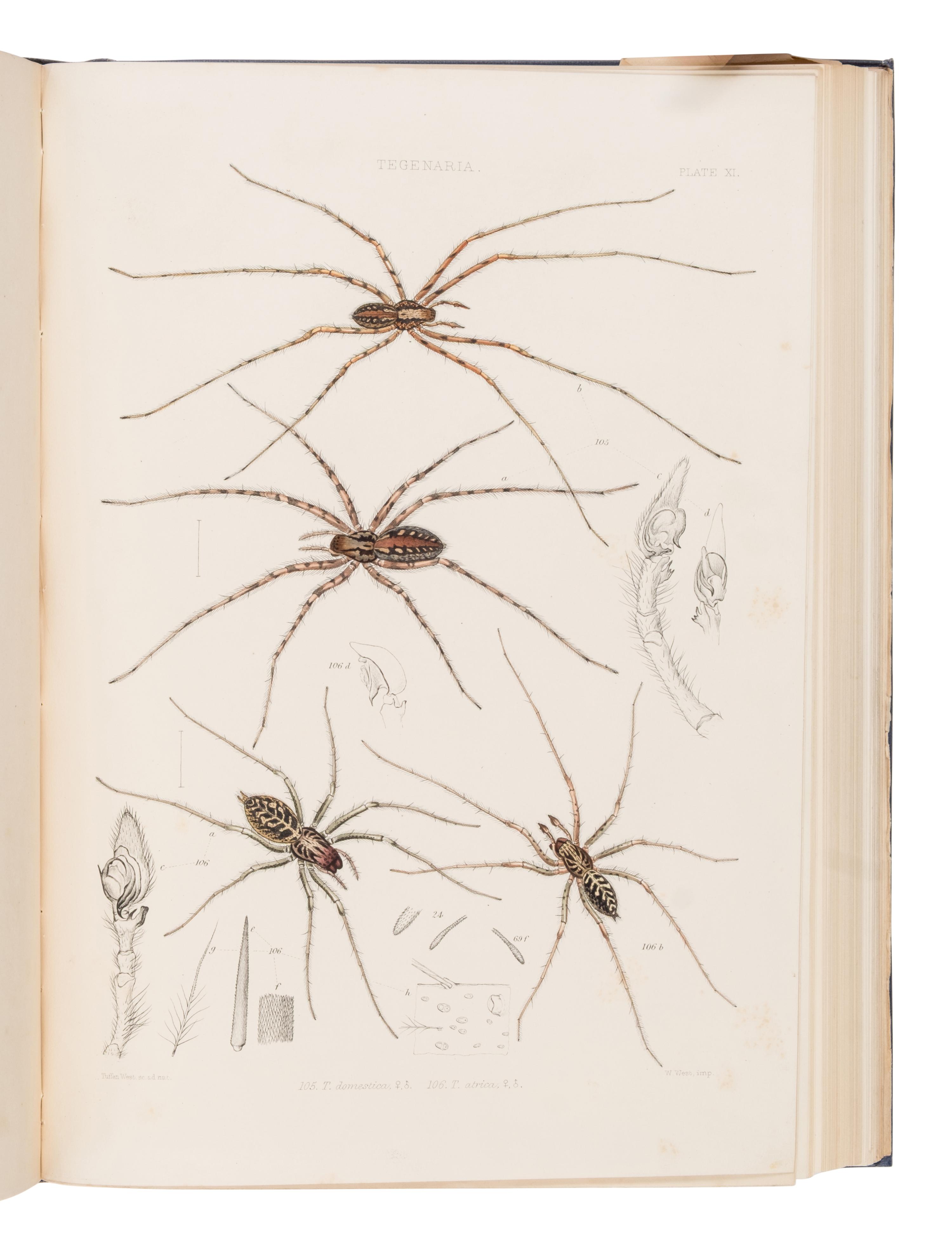[Natural History] Blackwall, John. A History of the Spiders of Great Britain and Ireland