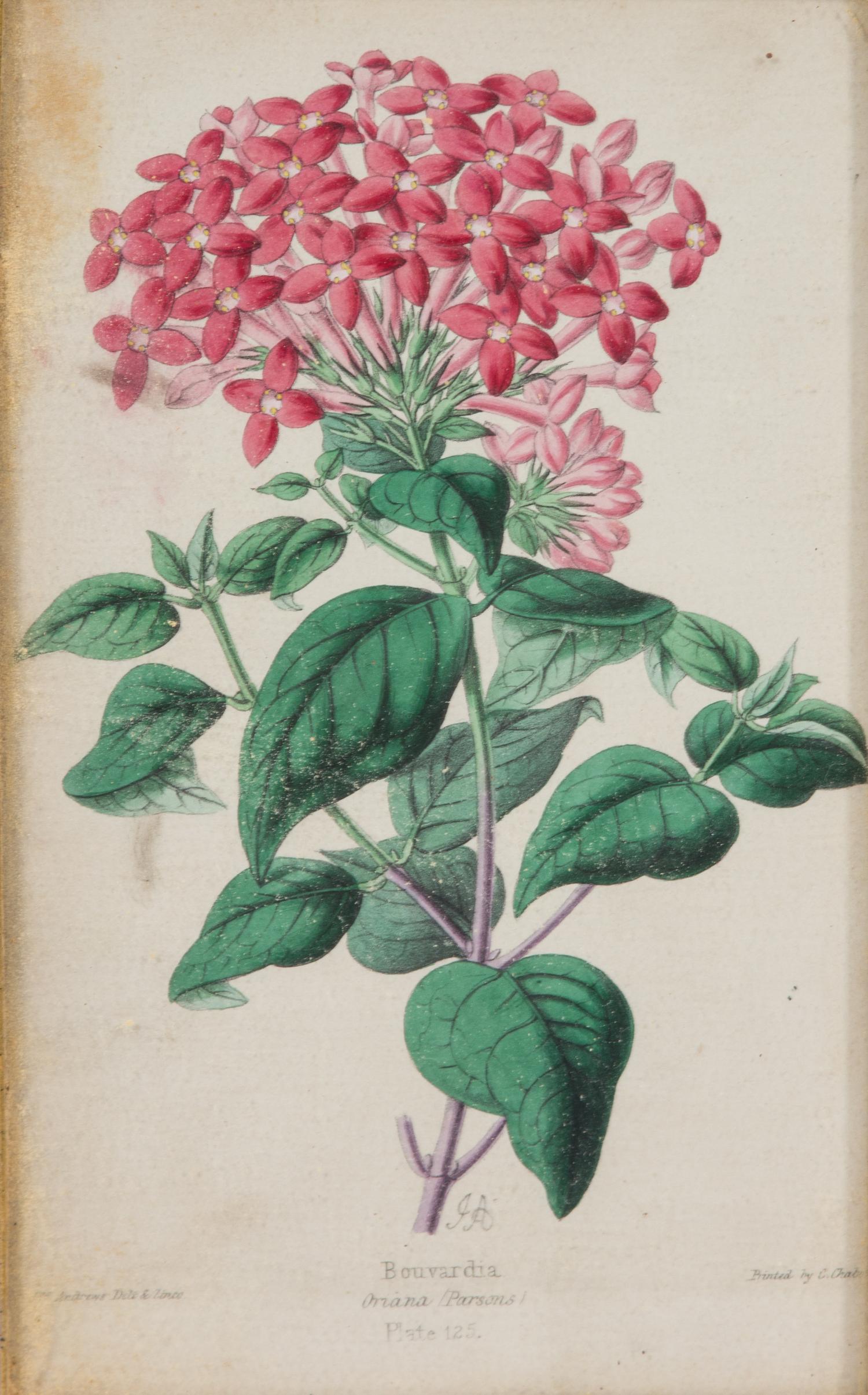 A Group of Seven Botanical Lithographs Height of each plate 8 x width 5 inches. — 20TH CENTURY