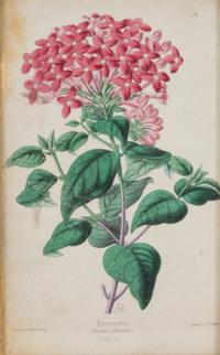 A Group of Seven Botanical Lithographs Height of each plate 8 x width 5 inches. — 20TH CENTURY
