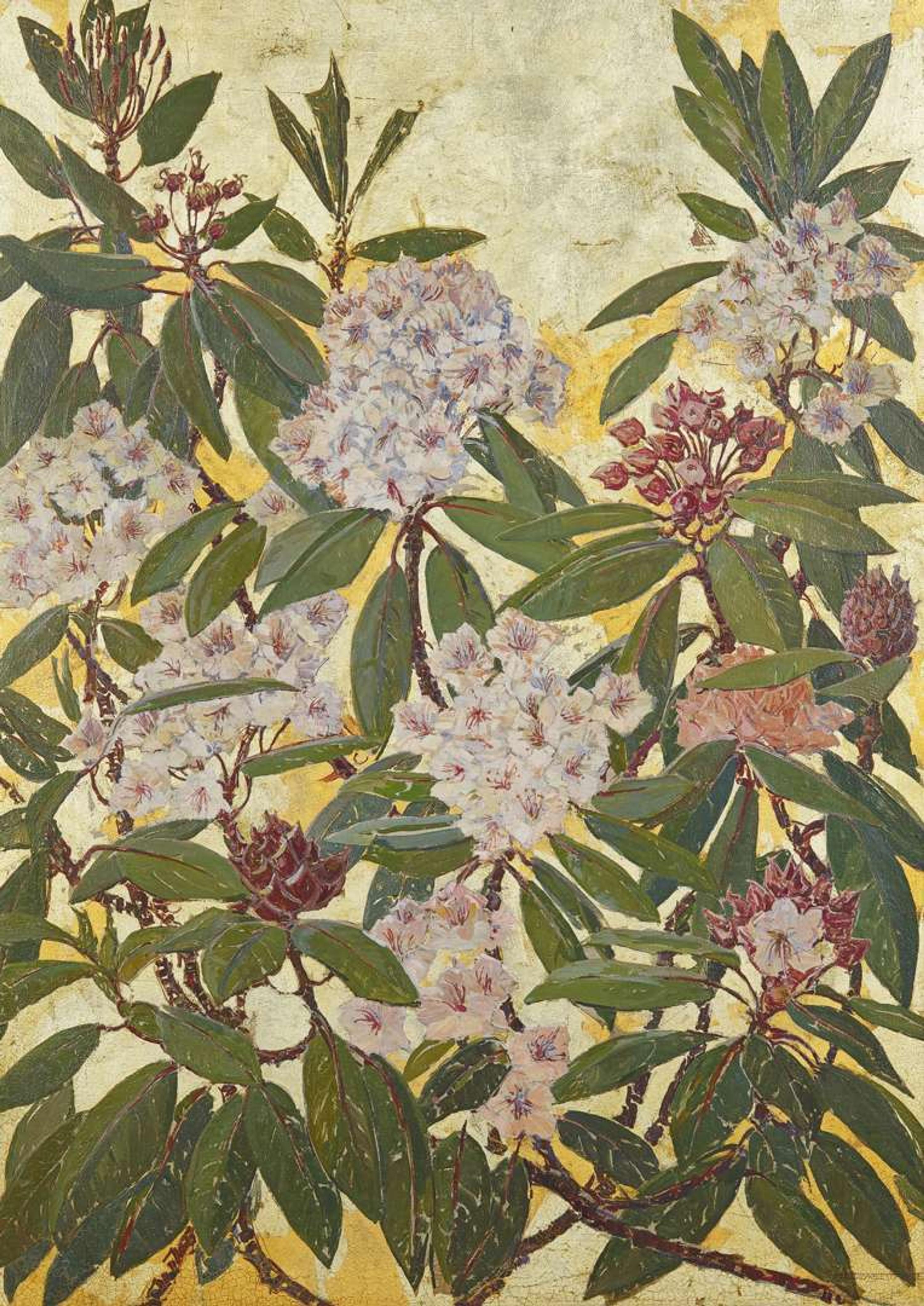 Rhododendron