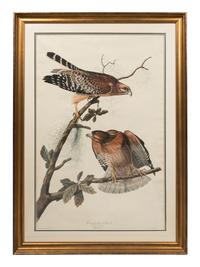 AUDUBON, John James (1785-1851). Red-Shouldered Hawk (Plate LVI)