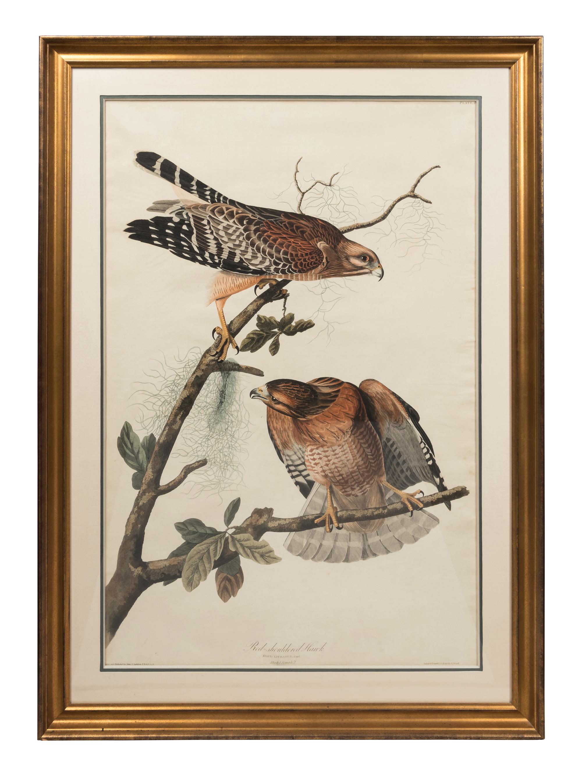 AUDUBON, John James (1785-1851). Red-Shouldered Hawk (Plate LVI)