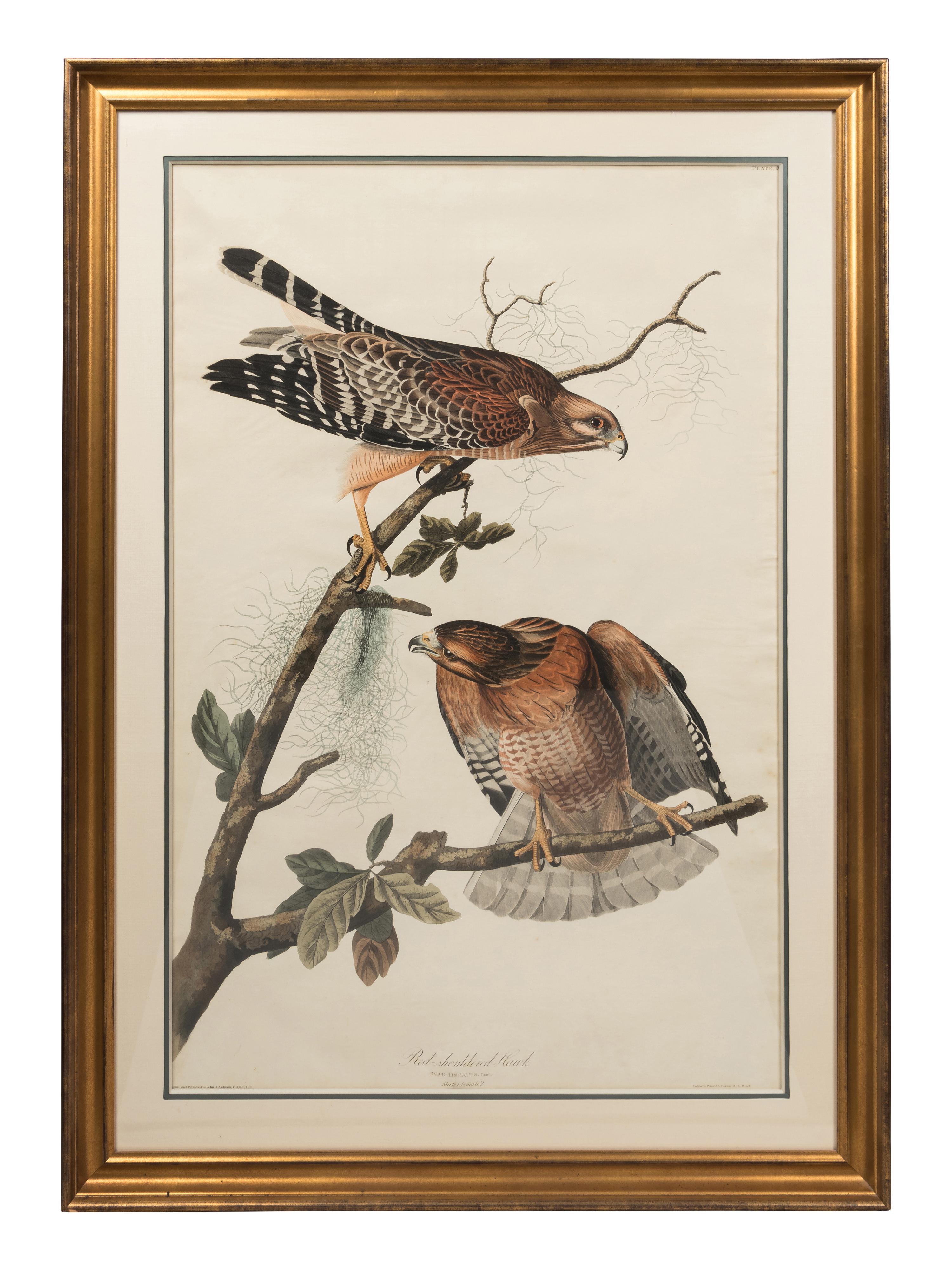 AUDUBON, John James (1785-1851). Red-Shouldered Hawk (Plate LVI)