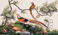A Set of Twelve Chinese Export Watercolor and Pith Paintings of Exotic Birds