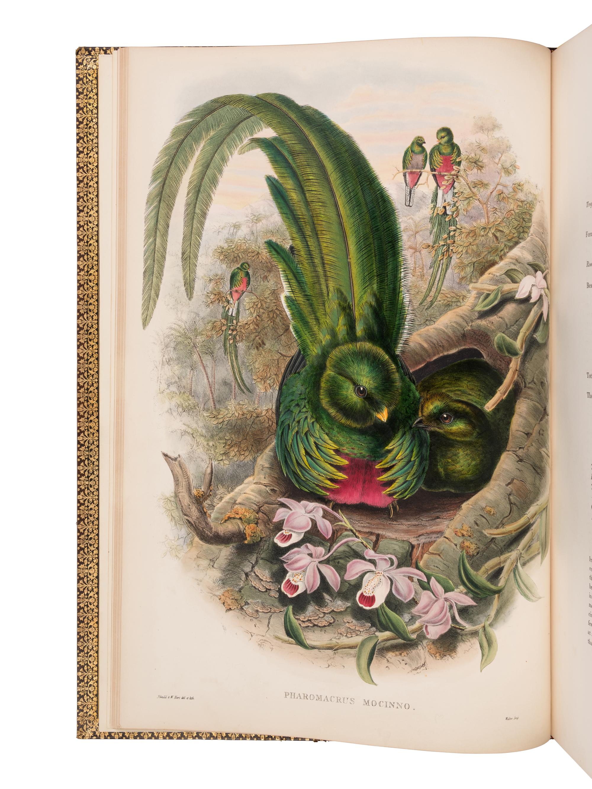 [NATURAL HISTORY]. GOULD, John (1804-1881). A Monograph of the Trogonidae, or Family of Trogons . London: Taylor and Francis for the Author, [1858-] 1875.