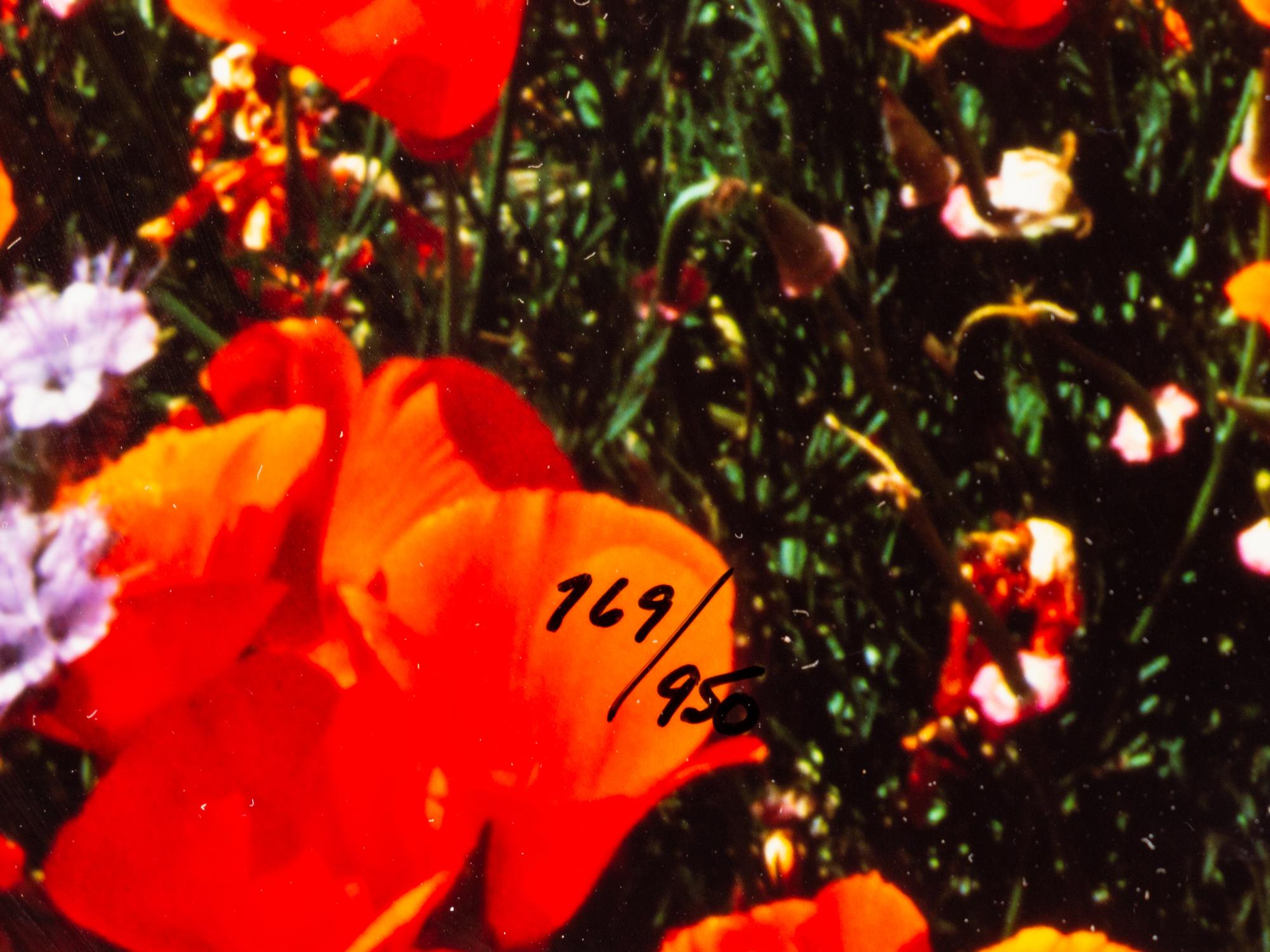 Field of Dreams , edition 769/950